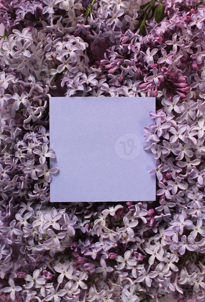 Lilac flowers on color background. Spring is coming concept. Text space. Mock up. photo