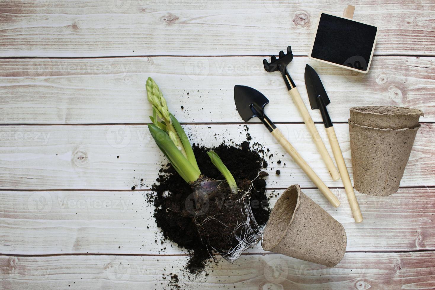 herramientas y plantas de jardinería. concepto de obras de jardín de primavera. copie el espacio enfoque selectivo foto