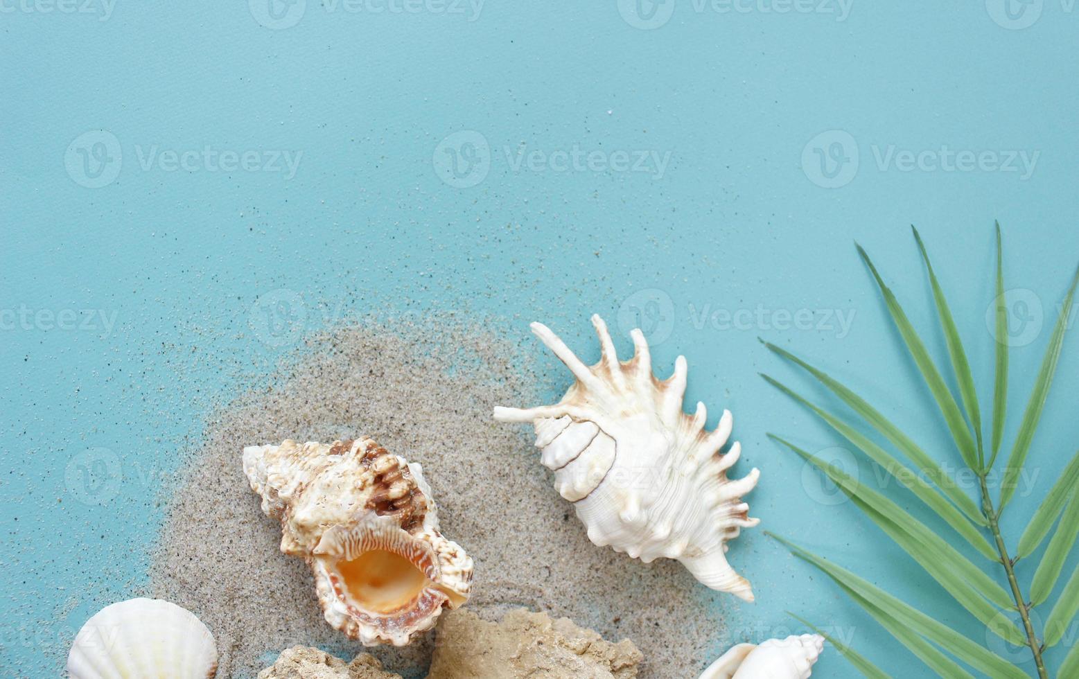 Summer composition. tropical palm leaves, seashells on blue background. Summer concept. Flat lay, top view, copy space photo