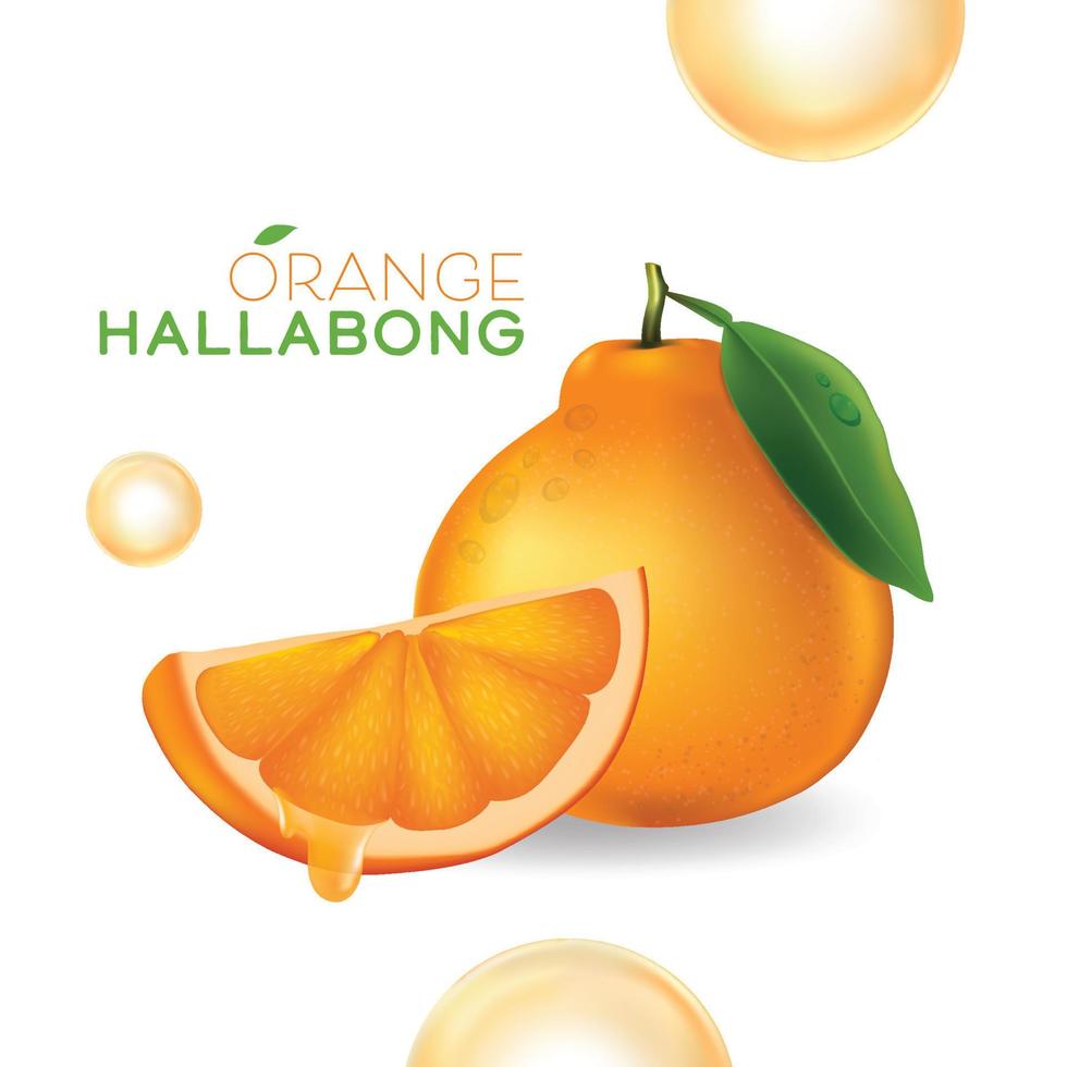 Jeju Island Orange Hallabong on a white background vector