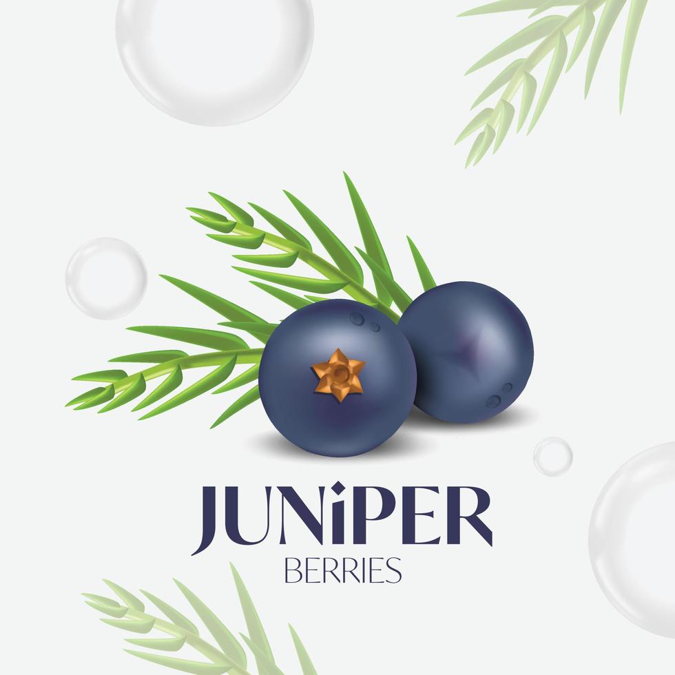 Juniper Berry  Essential Oils for skincare vector