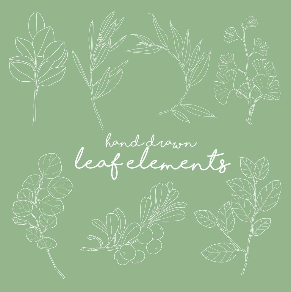 Vector plants and herbs. Hand drawn leaf elements