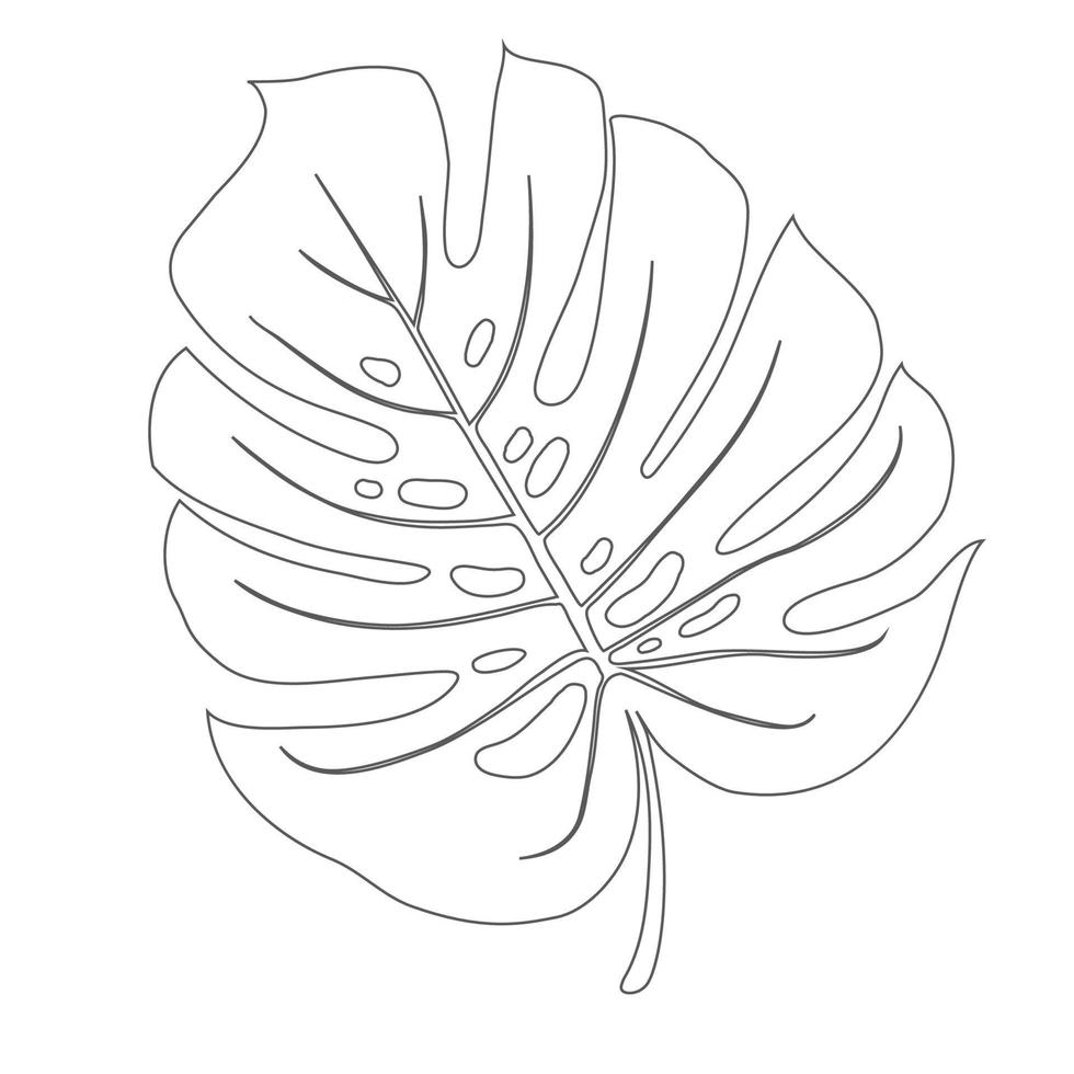 Monstera Deliciosa plant leaf from tropical forests isolated. Vector for greeting cards, flyers, invitations, web design