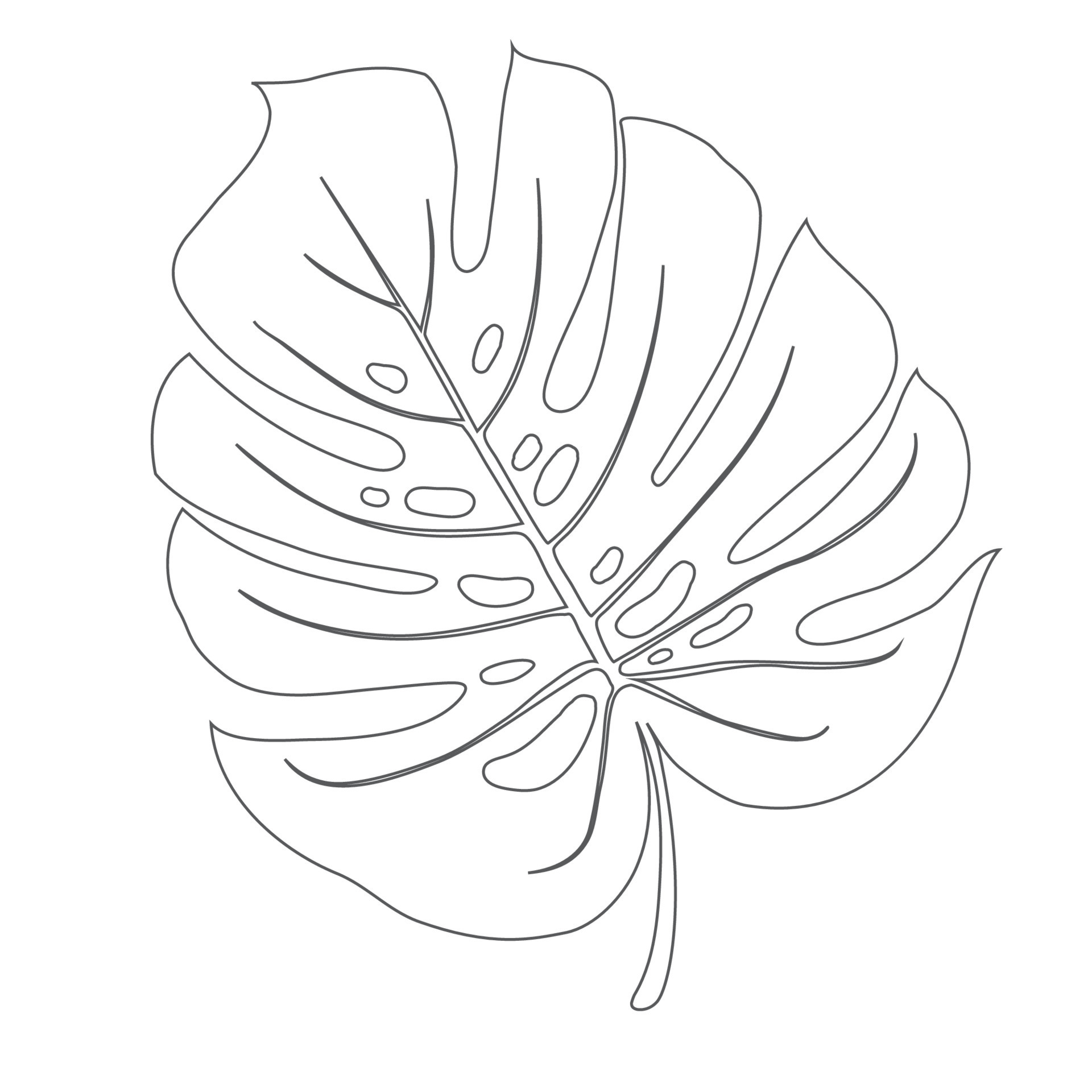 Monstera Deliciosa plant leaf from tropical forests isolated. Vector ...