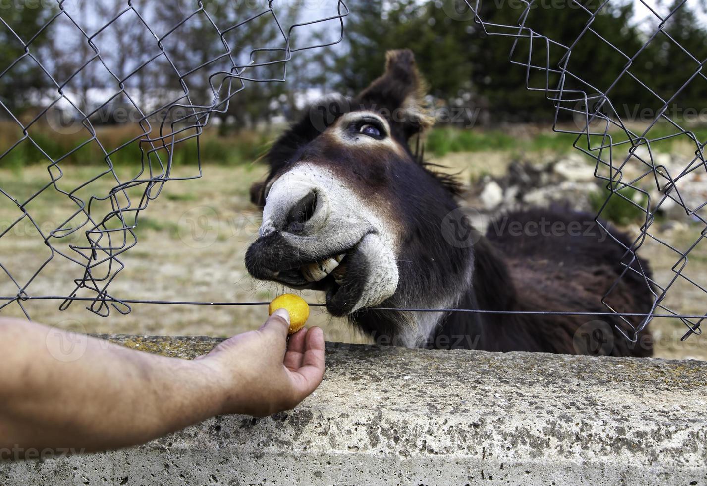 Donkey eating cupcake photo