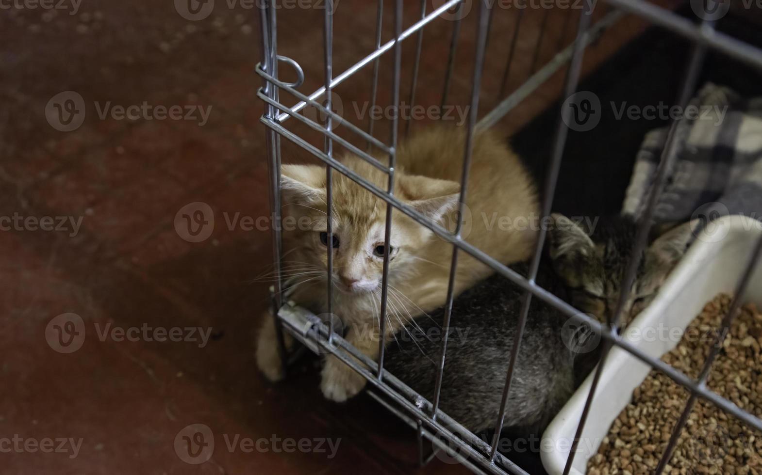 Caged newborn cat photo