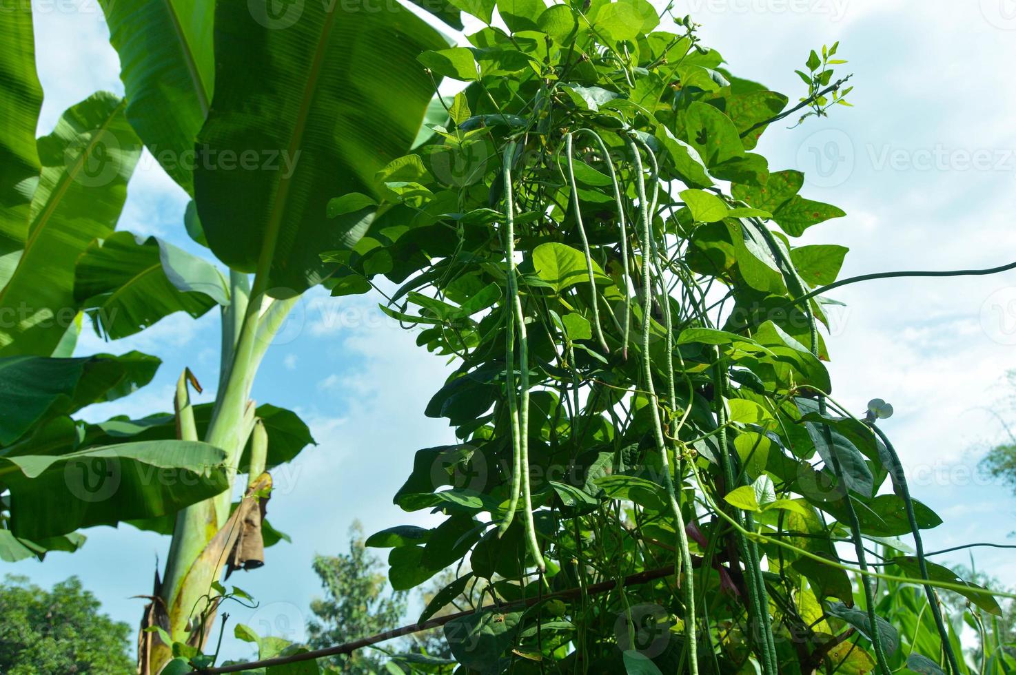 enfoque selectivo de frijoles largos listos para cosechar en el jardín foto