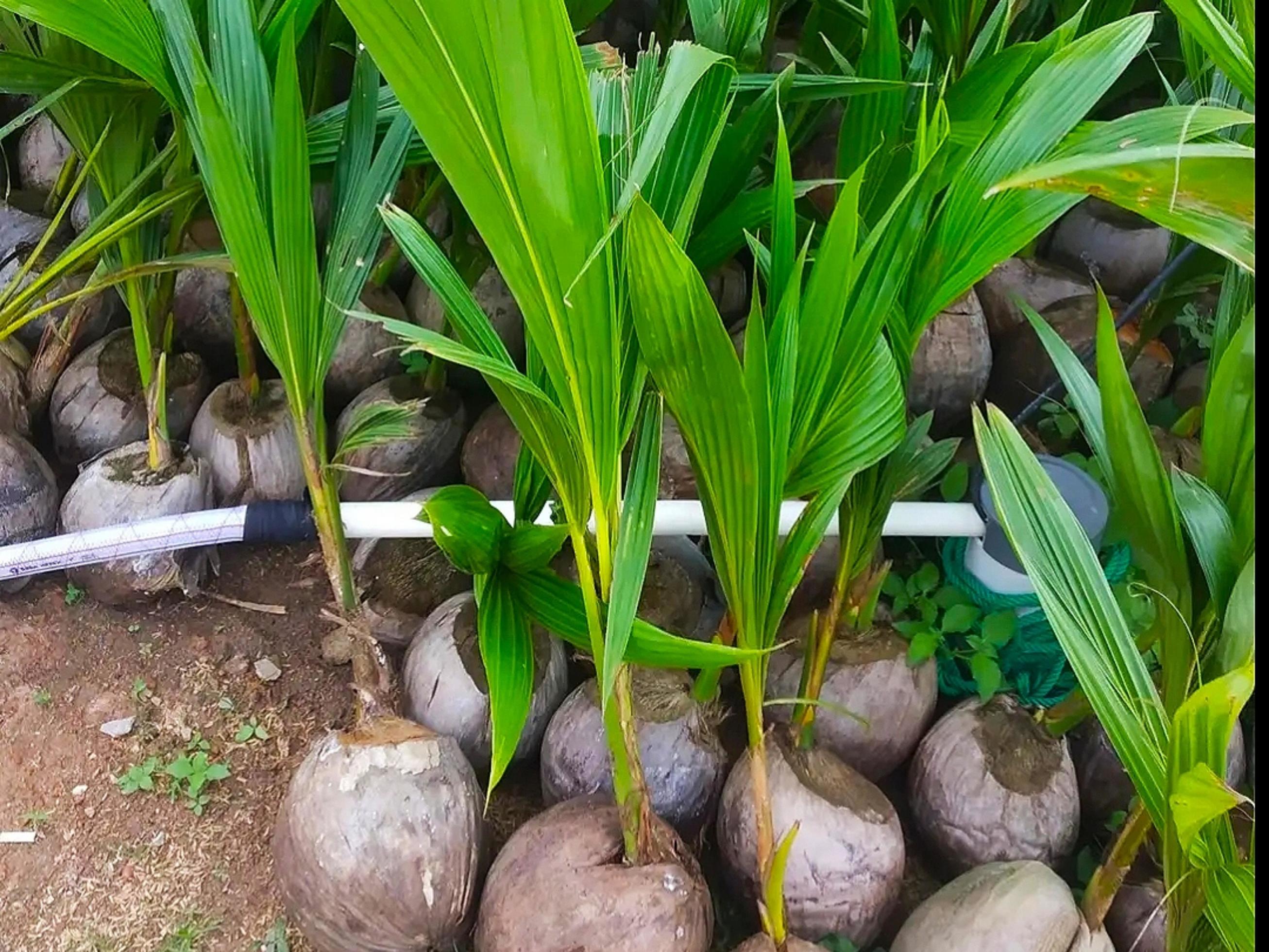 Coconut Seed for Sale 8924441 Stock Photo at Vecteezy