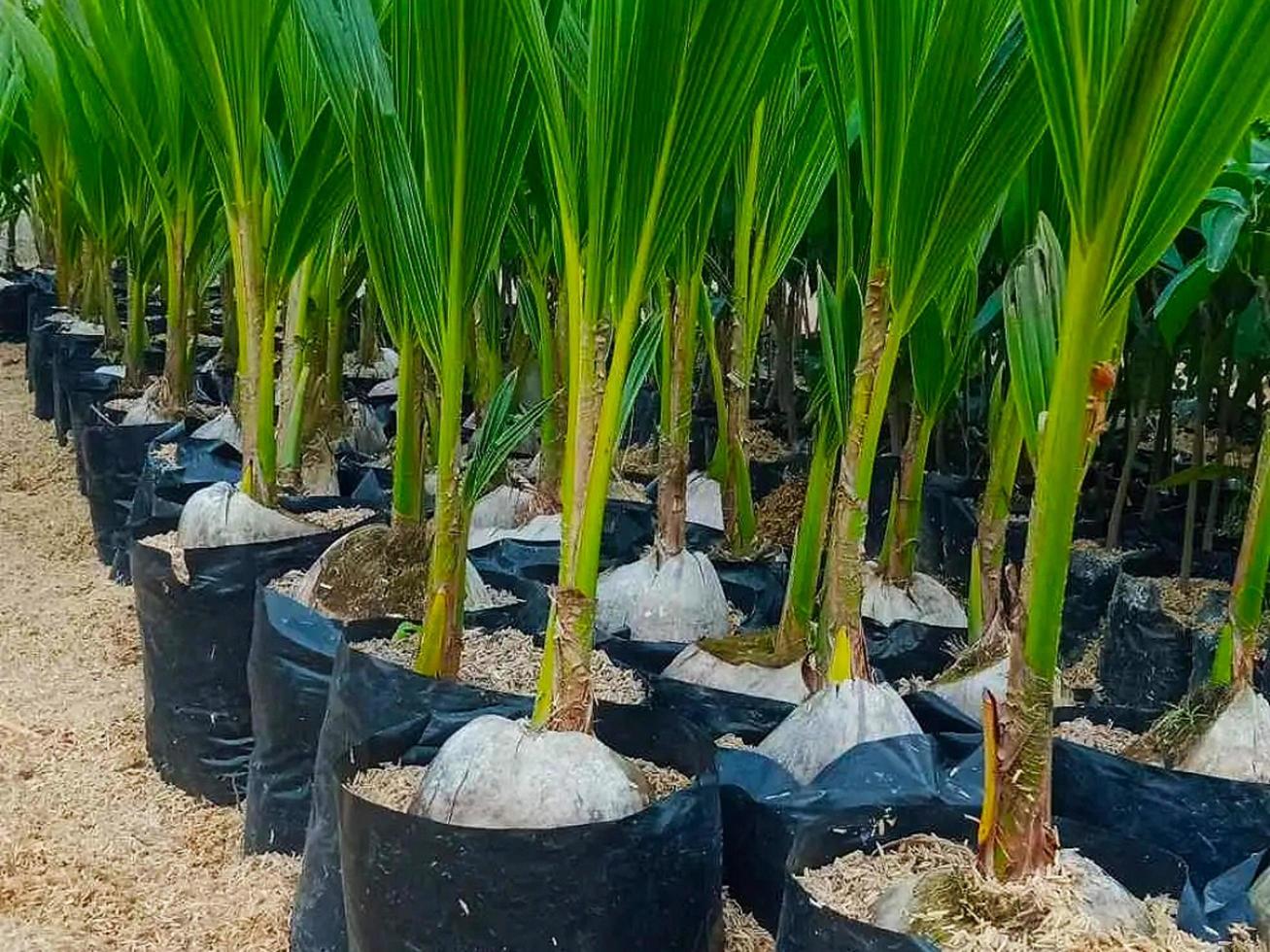 Coconut Seed for Sale 8924444 Stock Photo at Vecteezy