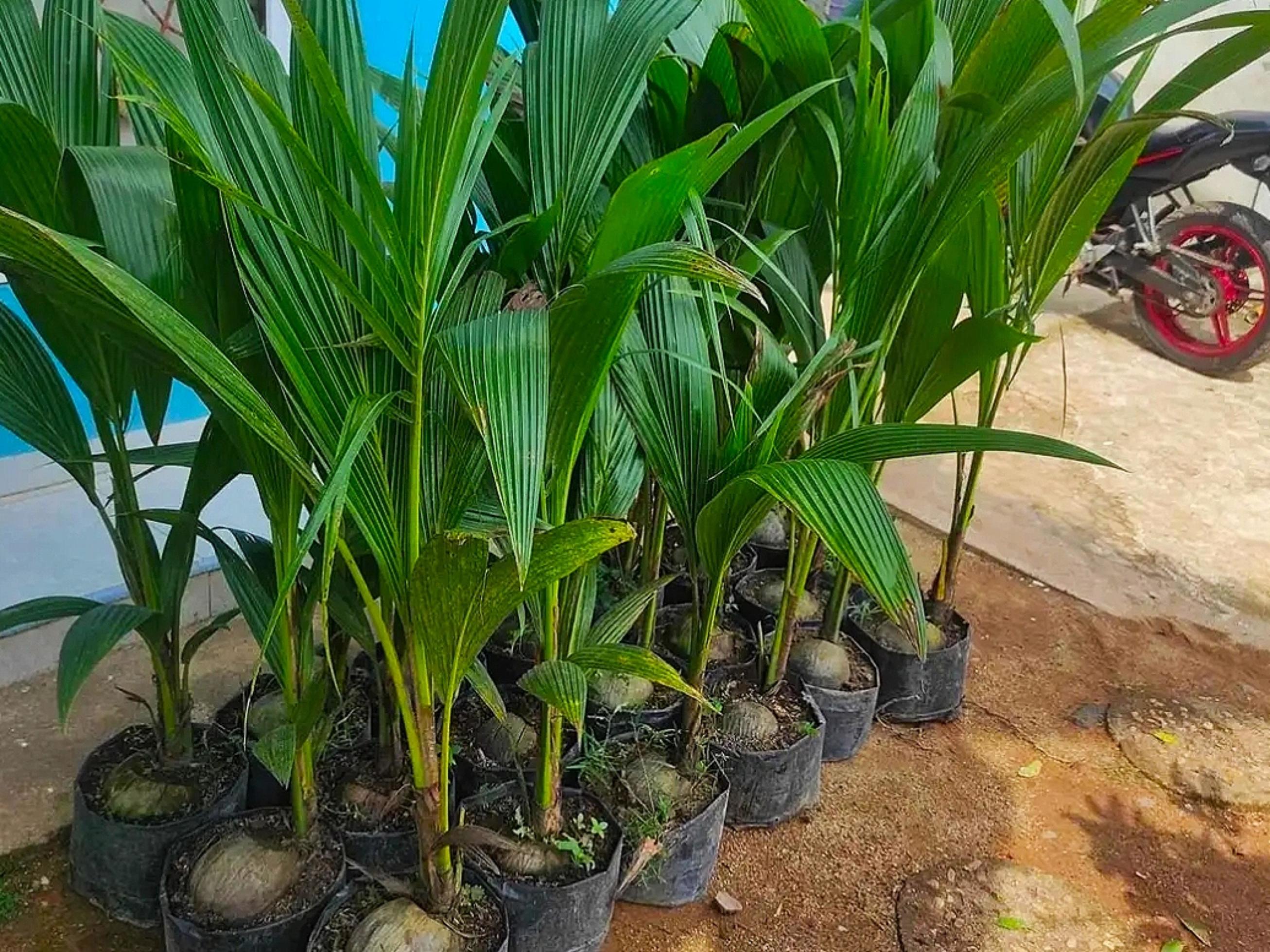 Coconut Seed for Sale 8924447 Stock Photo at Vecteezy