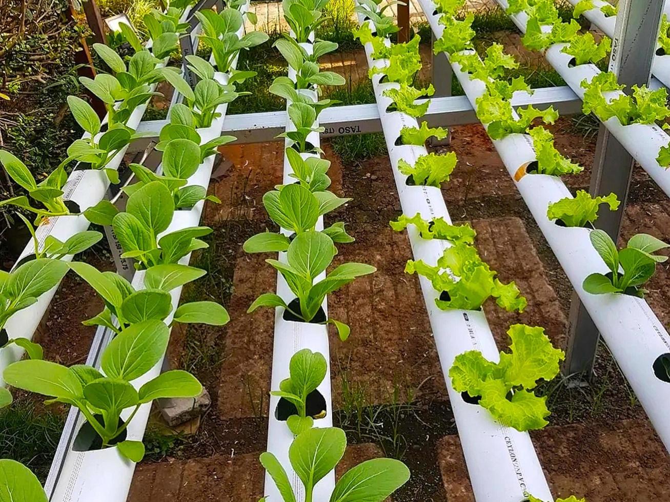 mustard plant with hydroponic system photo