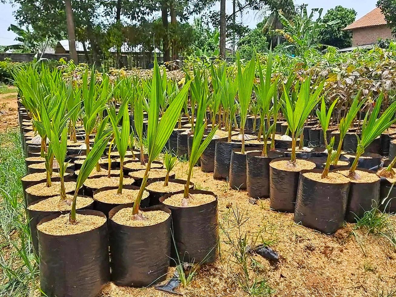 Coconut Seed for Sale 8924449 Stock Photo at Vecteezy