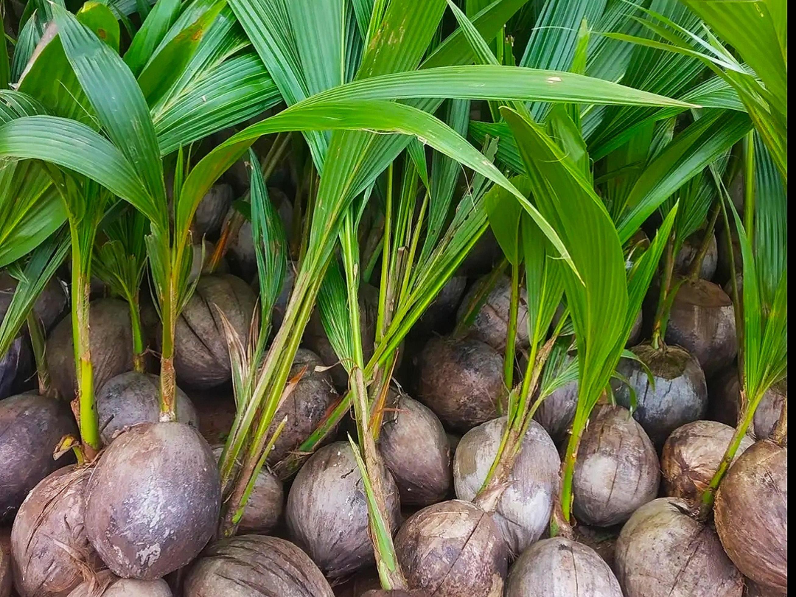 Coconut Seed for Sale 8924453 Stock Photo at Vecteezy