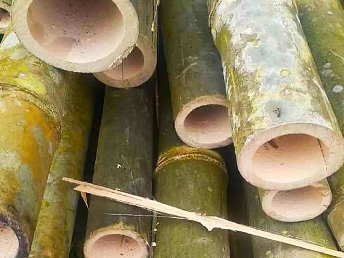 pile of bamboo photo