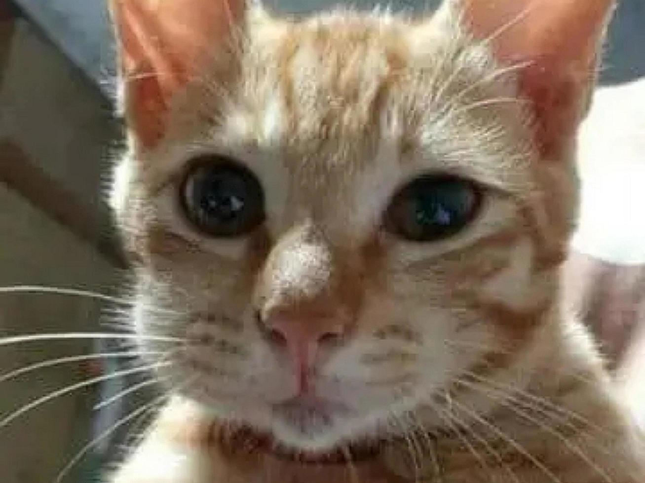 close up photo cat