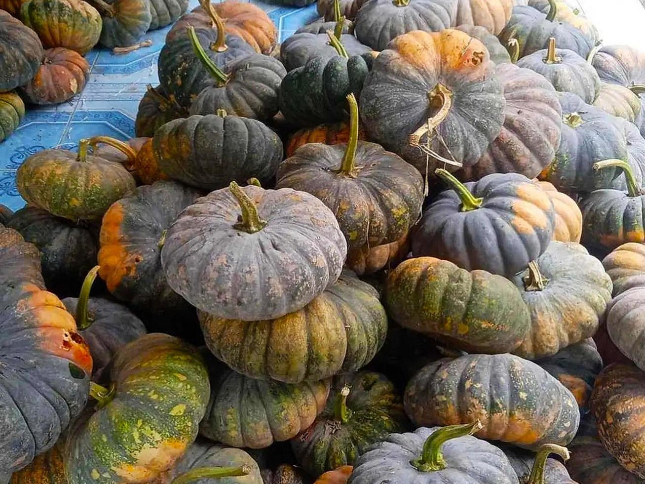 pile of pumpkins photo