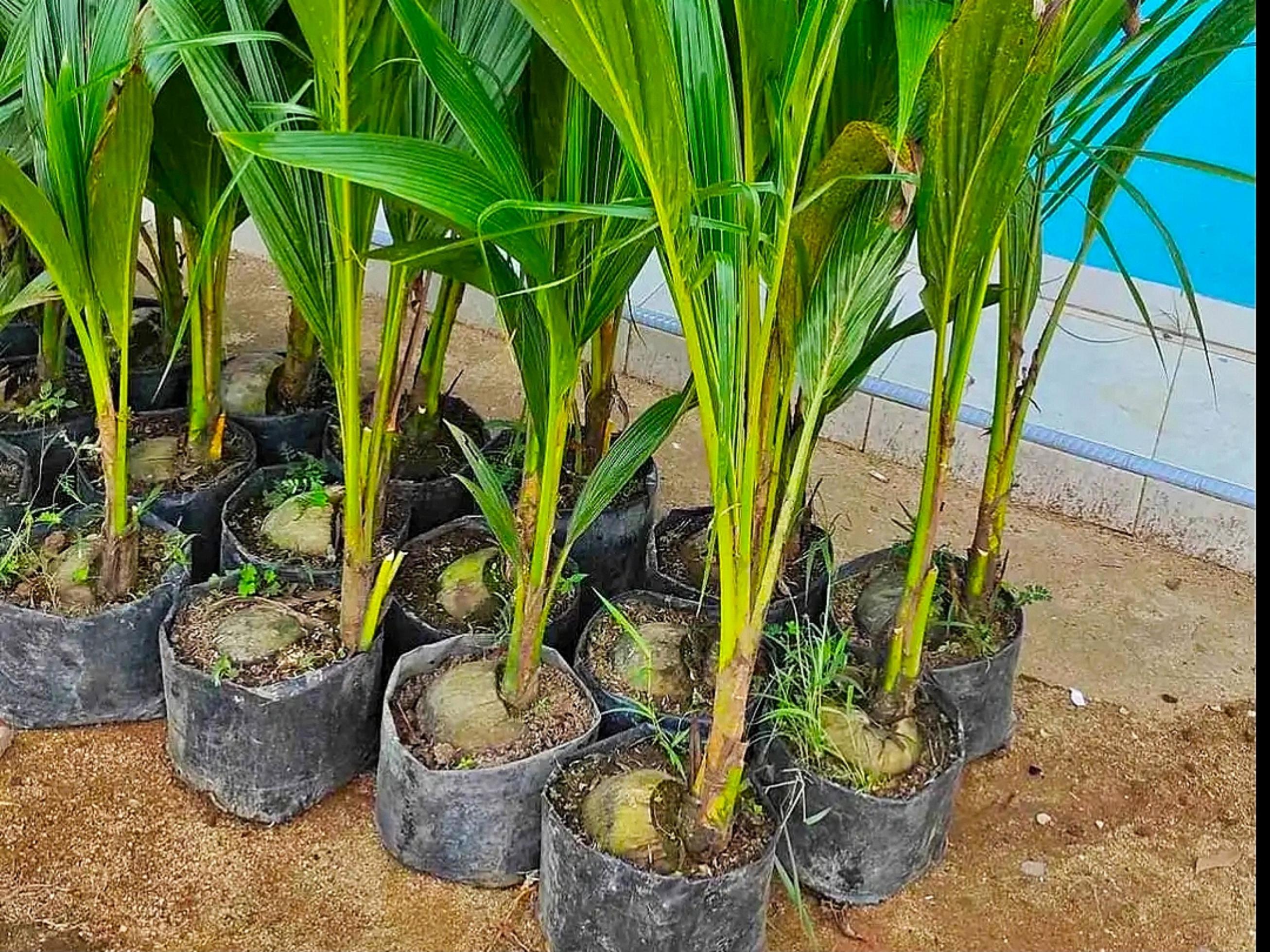 Coconut Seed for Sale 8924556 Stock Photo at Vecteezy