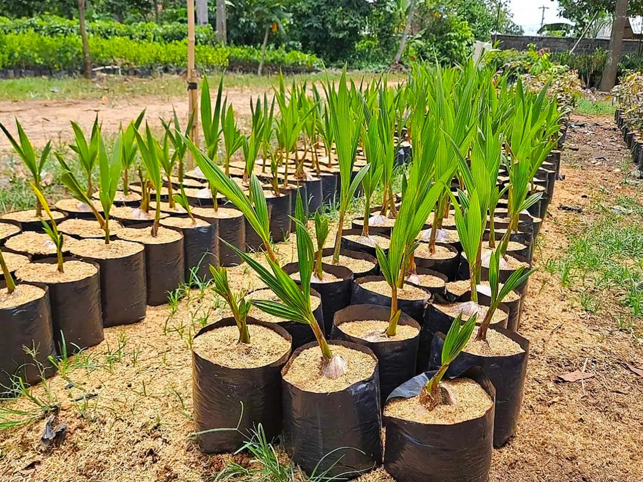 Coconut Seed for Sale 8924563 Stock Photo at Vecteezy