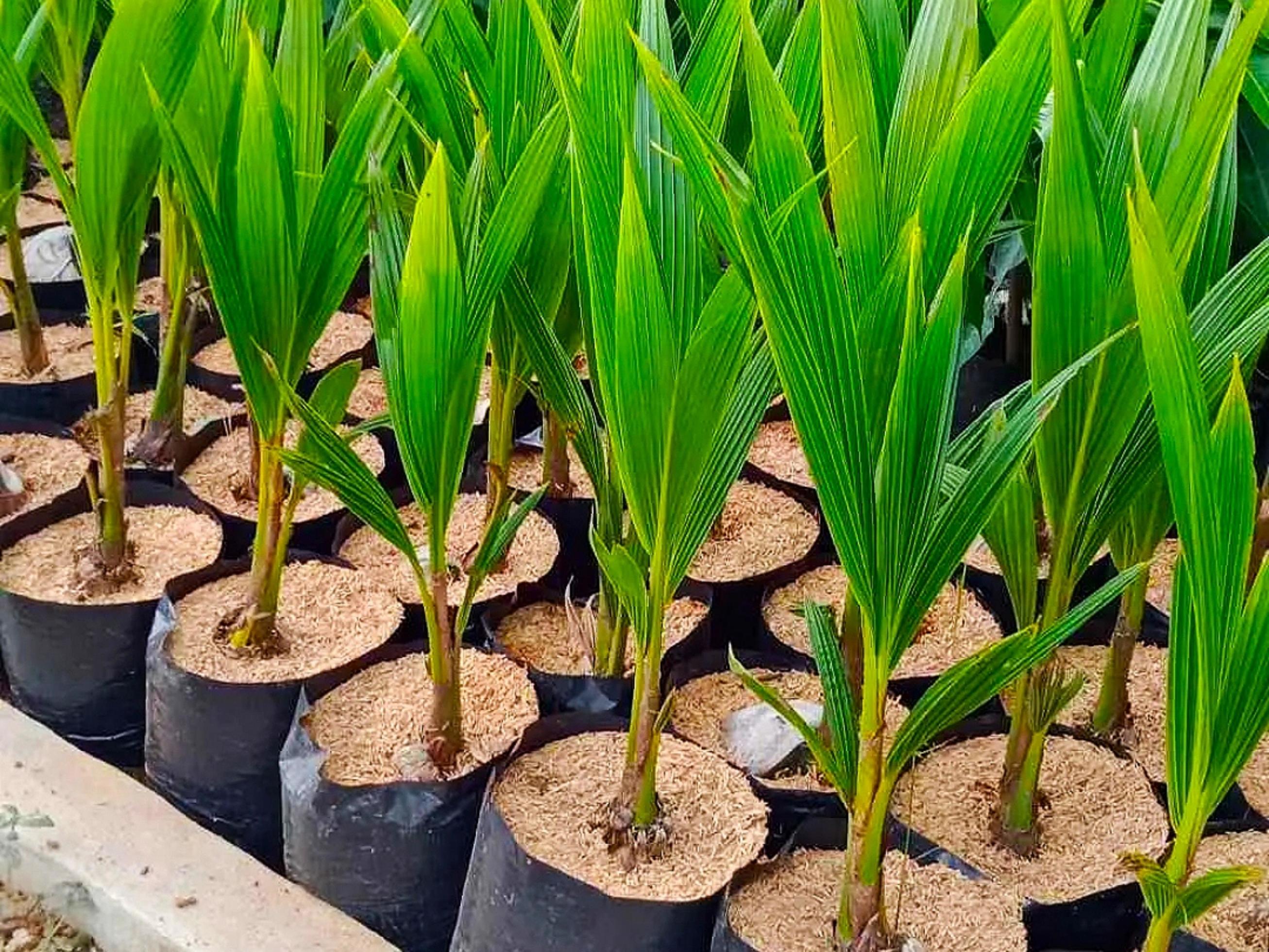 Coconut Seed for Sale 8924564 Stock Photo at Vecteezy