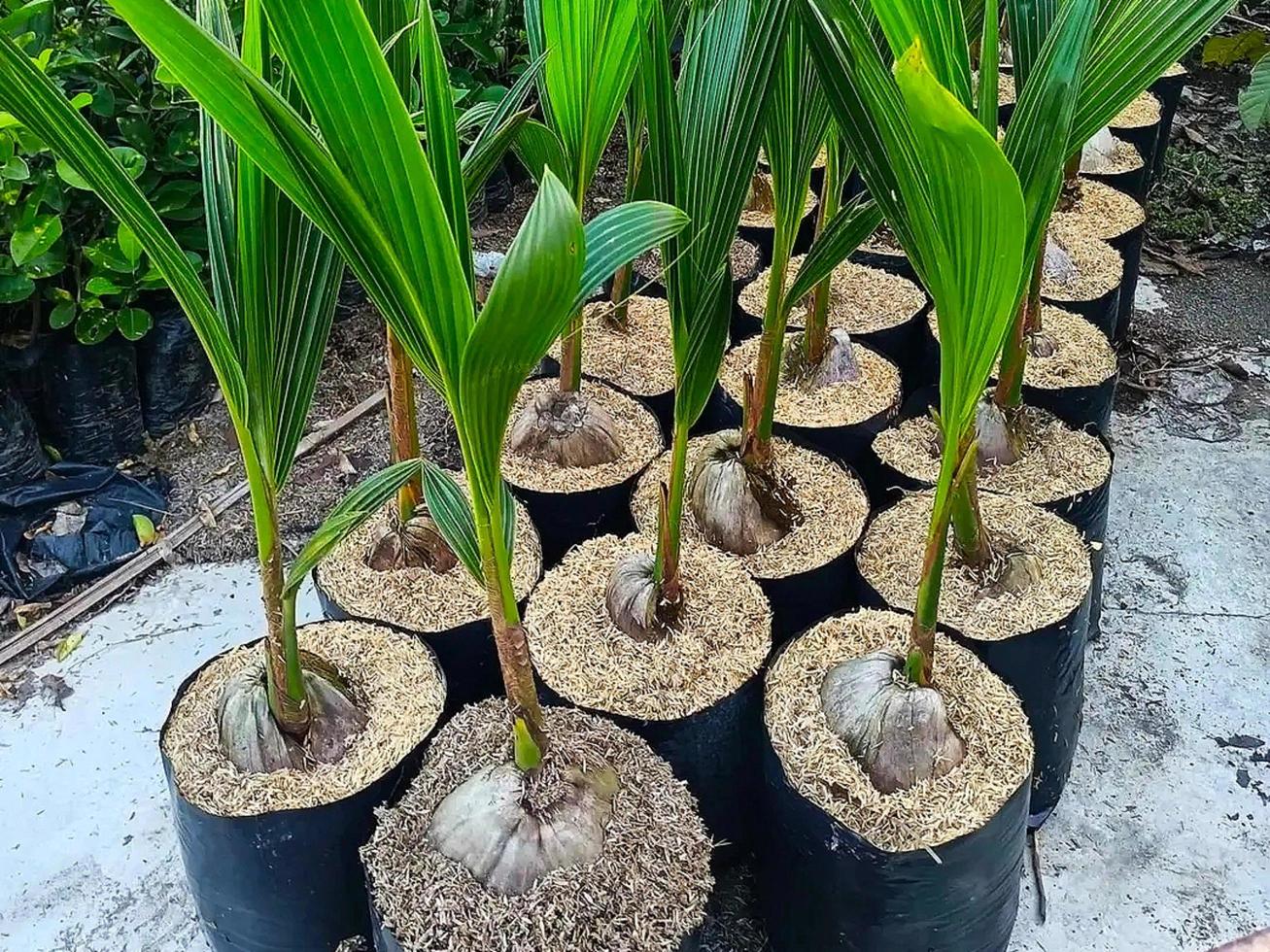 Coconut Seed for Sale 8924567 Stock Photo at Vecteezy