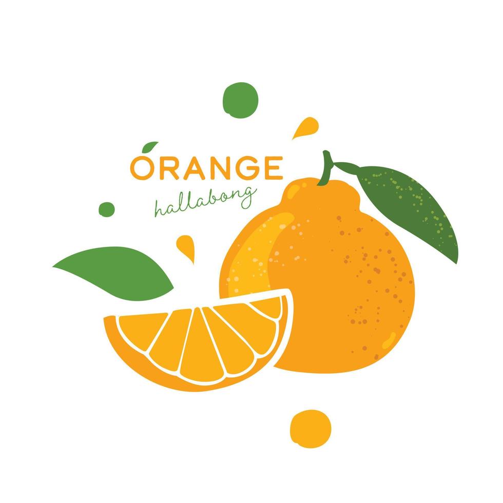 Jeju Island Orange Hallabong on a white background vector