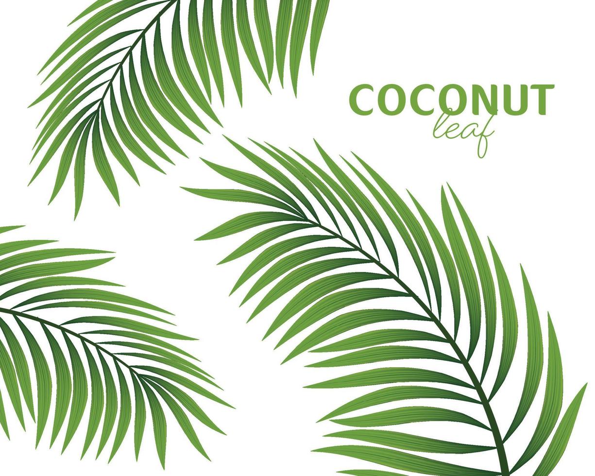 Palm tree branch isolated on a white background. Vector illustration.