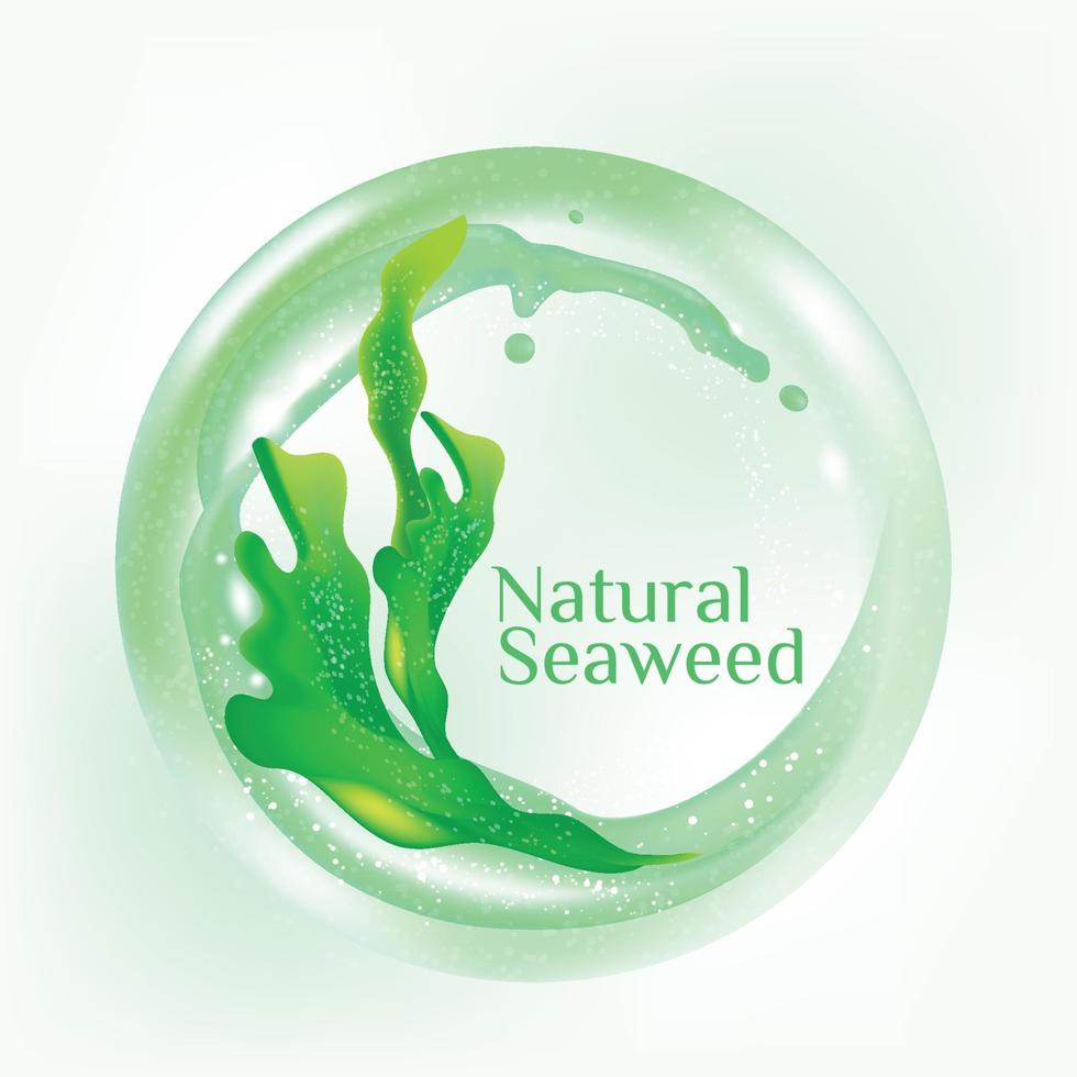 fresh Kelp seaweed salad sea food vector Illustration