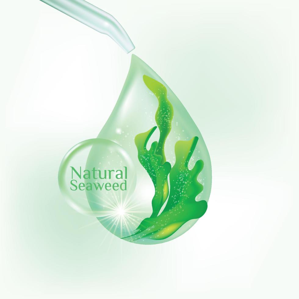 fresh Kelp seaweed salad sea food vector Illustration