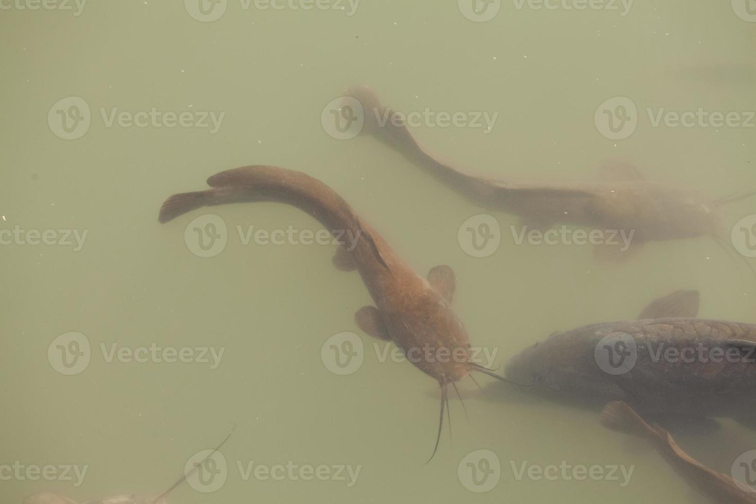 Catfish swims in a lake and swamp in Israel photo
