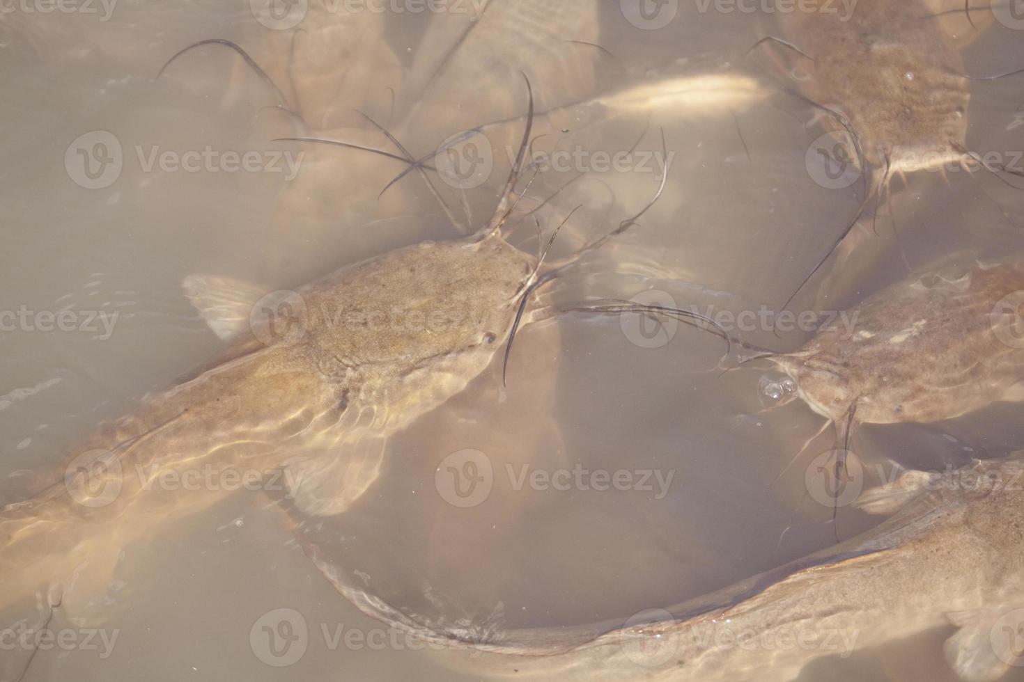 Catfish swims in a lake and swamp in Israel photo