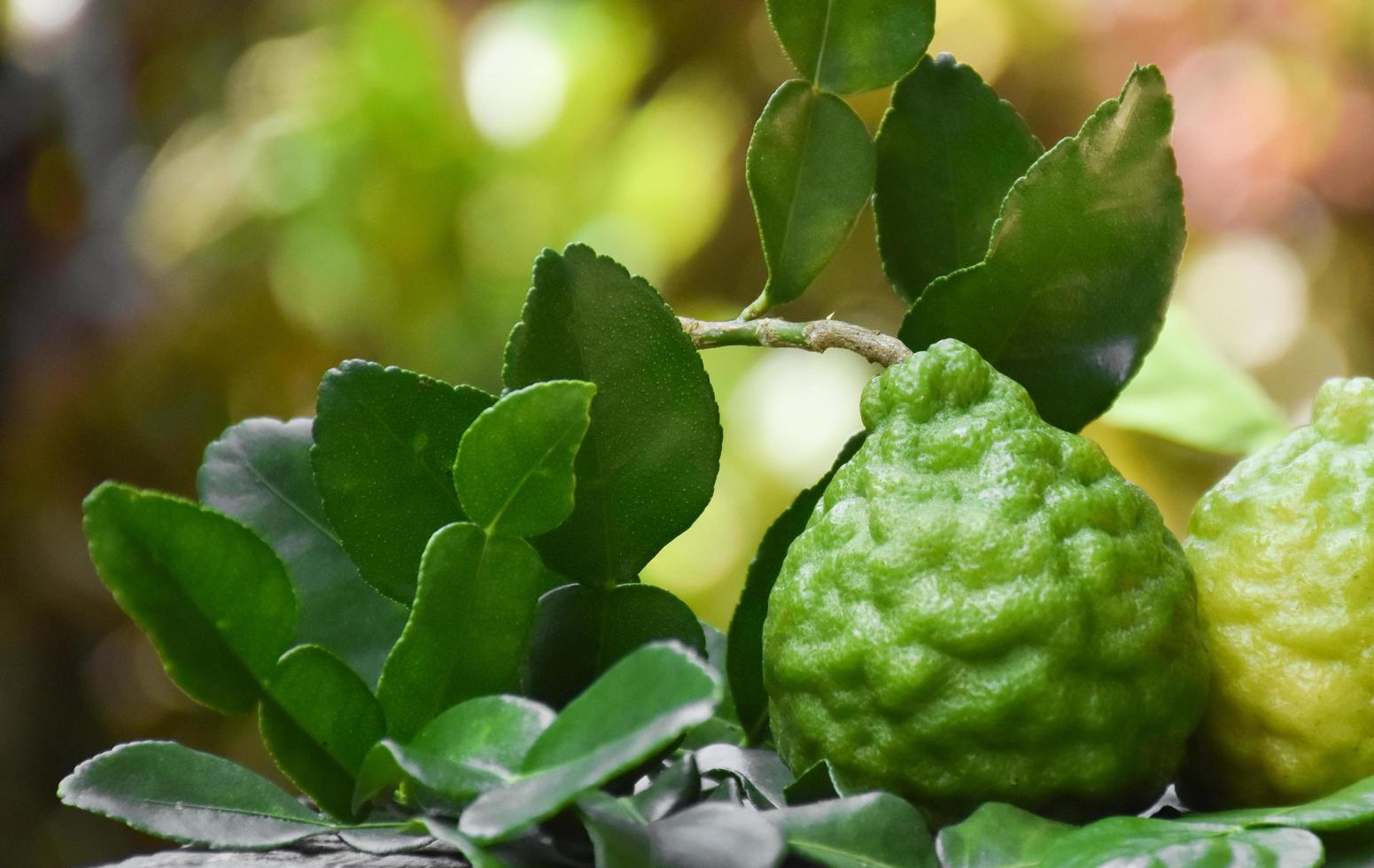 Kaffir limes and kaffir leaves on wood plank, blurred background, soft and selective focus. photo