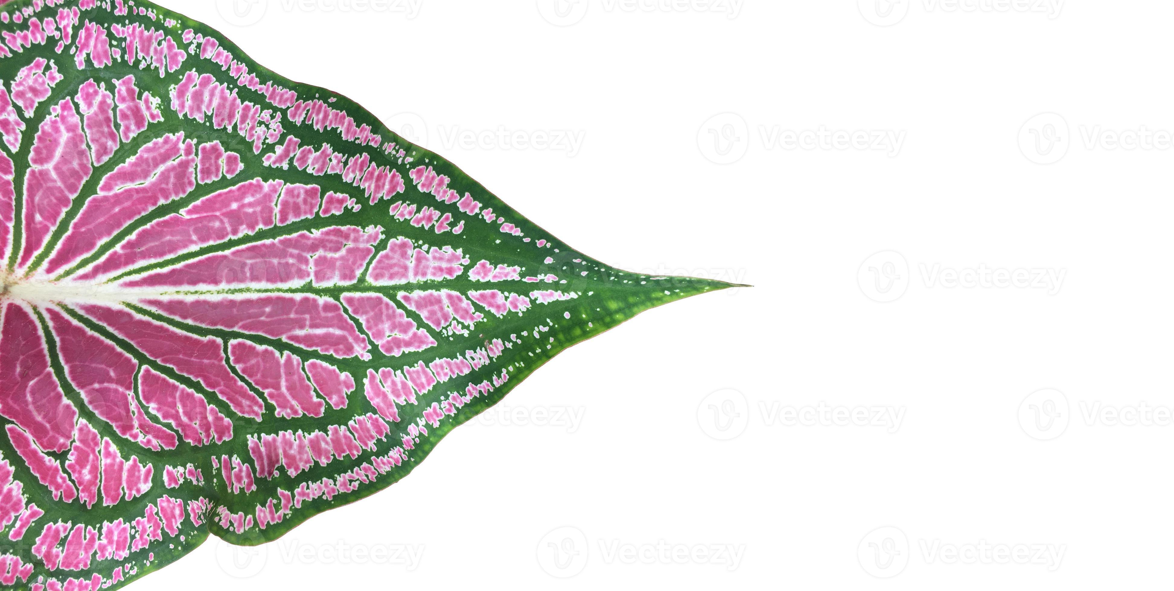Isolated caladium leaf on white background with clipping paths. 8924853