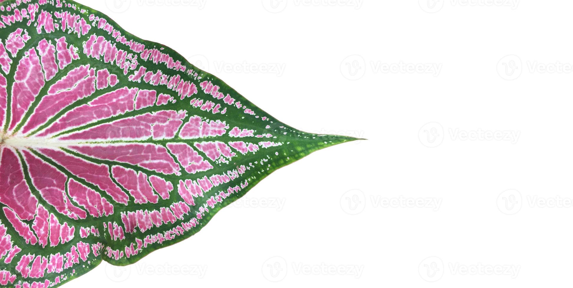 Isolated caladium leaf on white background with clipping paths. photo