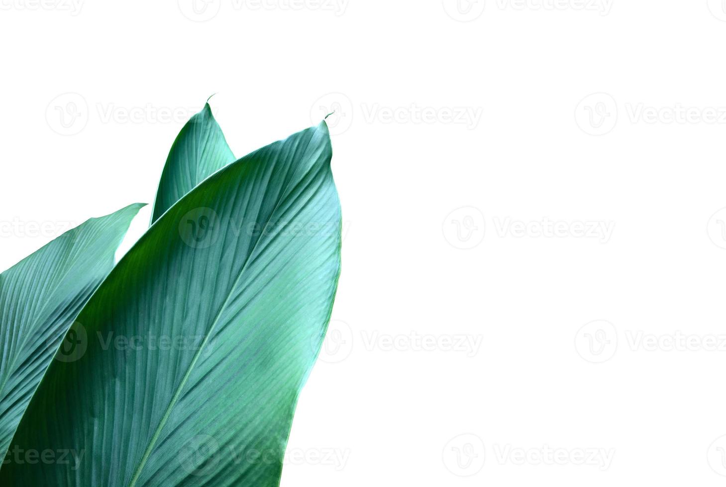 Isolated turmeric leaf with clipping paths. photo