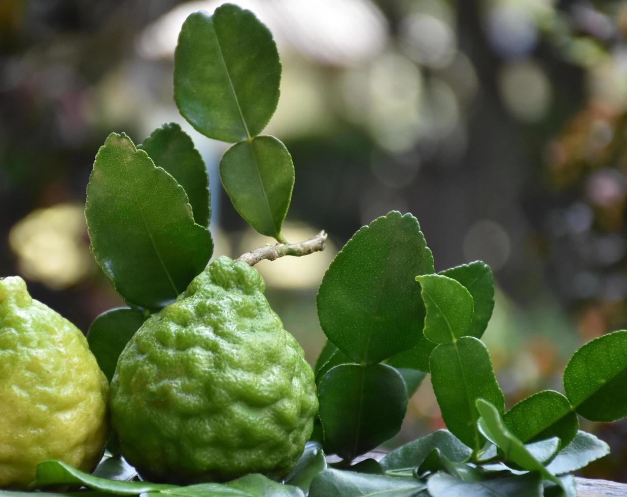 Kaffir limes and kaffir leaves on wood plank, blurred background, soft and selective focus. photo