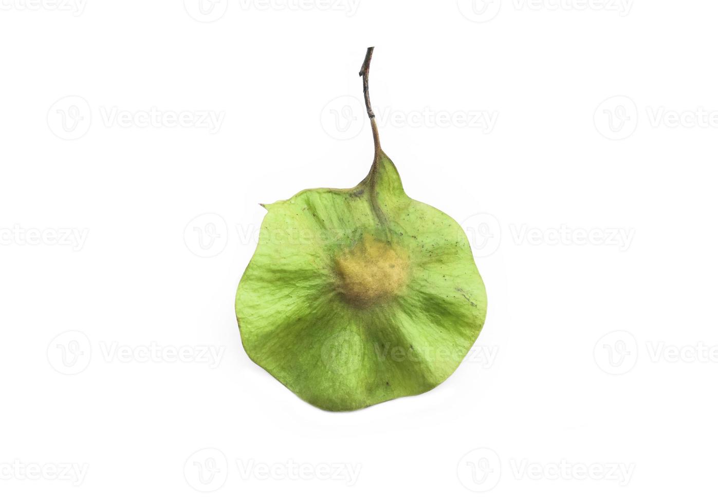 Isolated fresh seeds of pterocarpus macrocarpus plant on white background. Soft and selective focus. photo