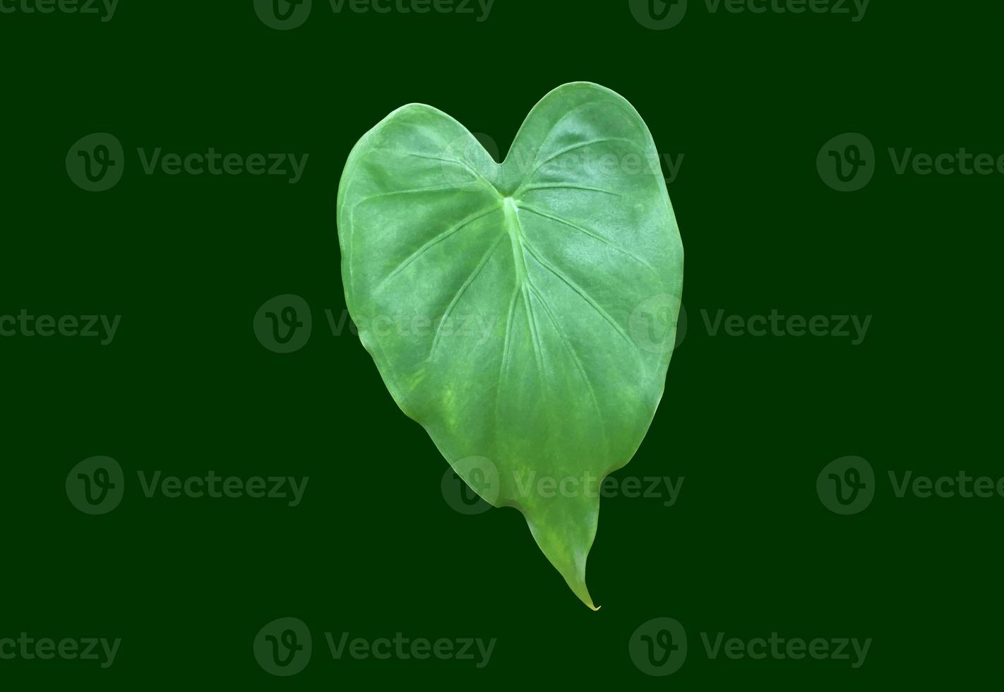 Isolated alocasia cucullata leaf with clipping paths. photo