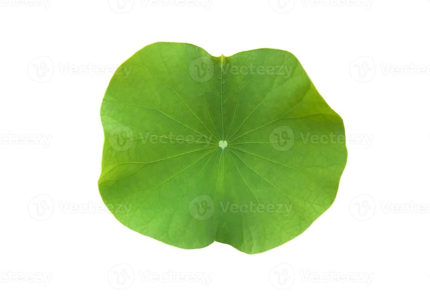 Isolated waterlily or lotus leaf with clipping paths. photo