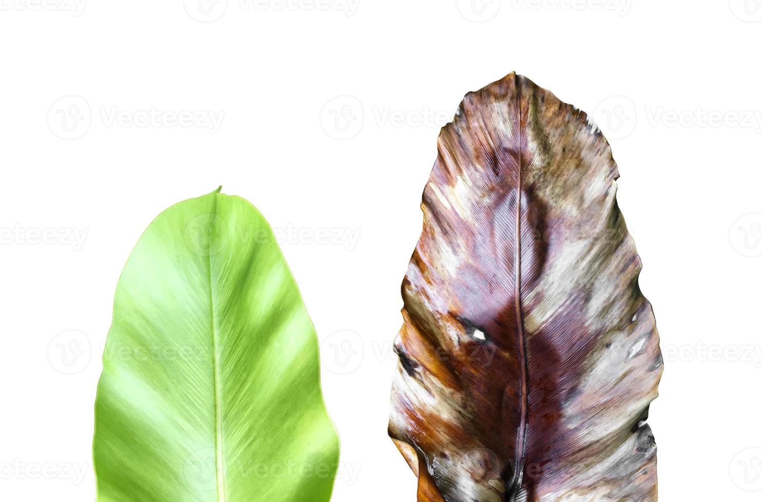 Isolated young and old bird's nest fern leaf with clipping paths, photo