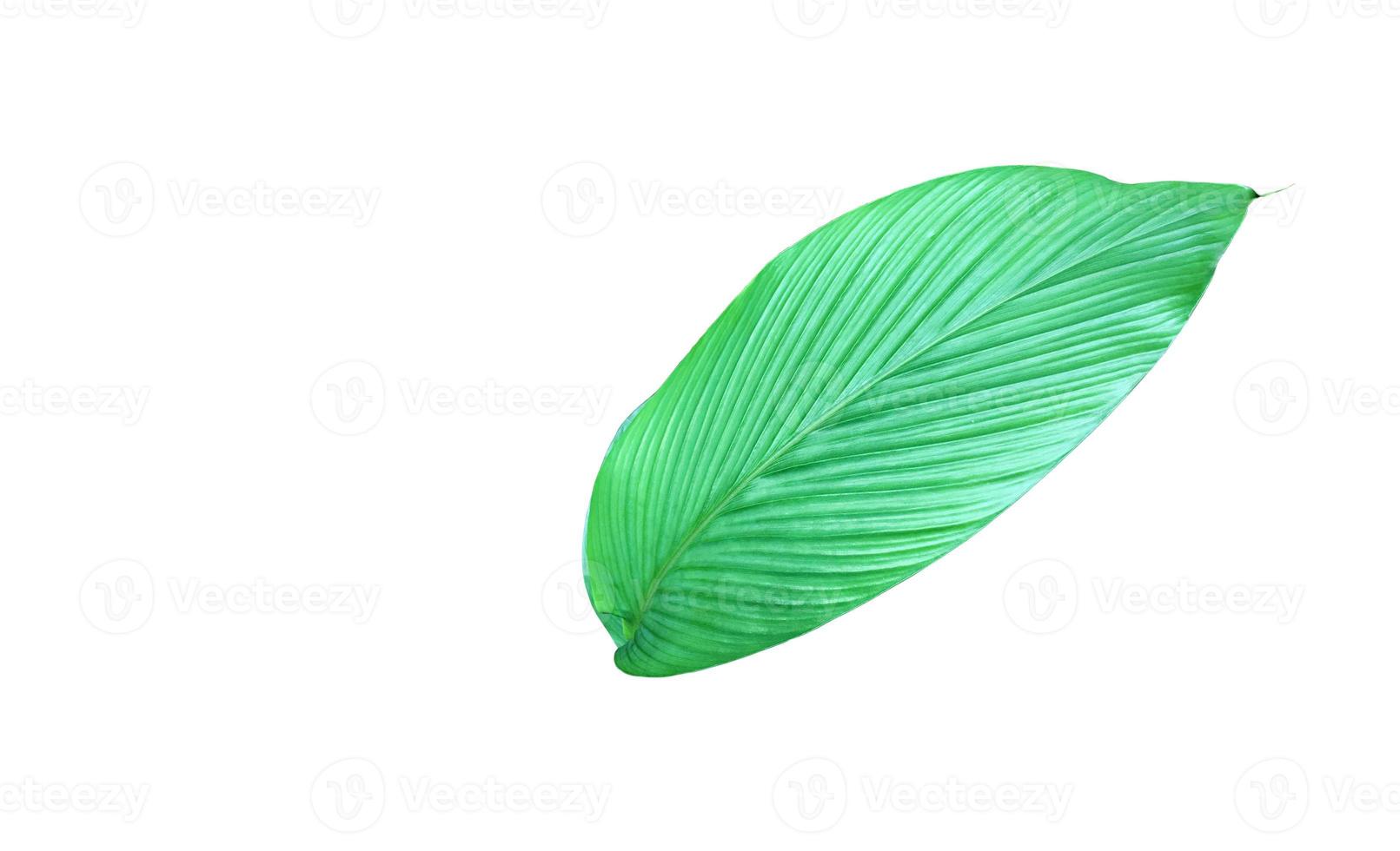 Isolated turmeric and curcuma aeruginosa leaf with clipping paths. photo