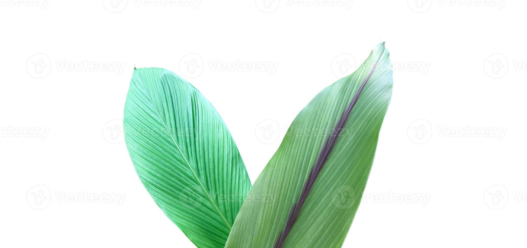 Isolated turmeric leaf with clipping paths. photo