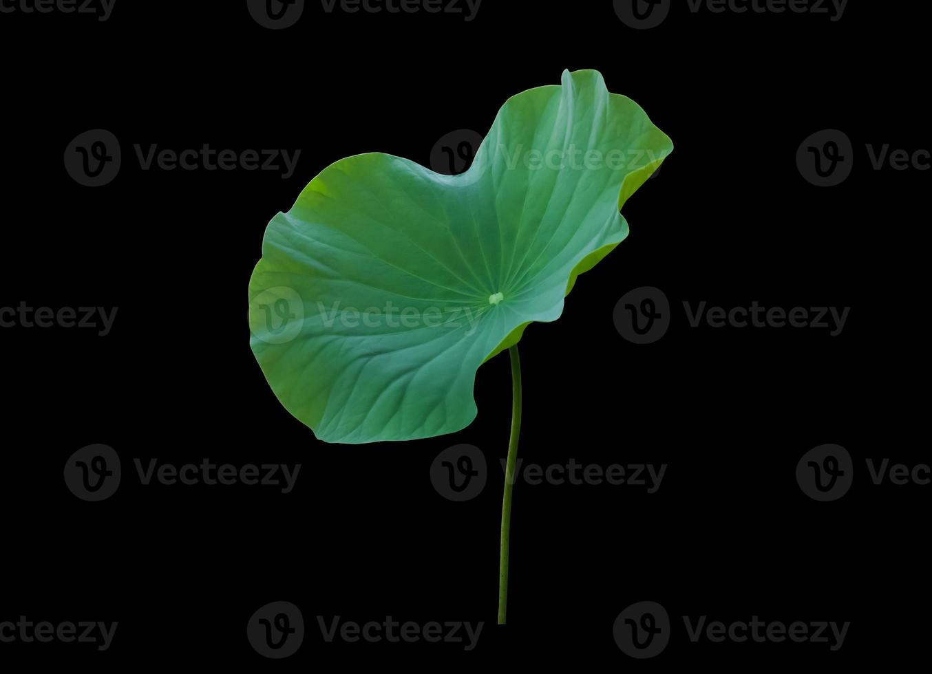 isolated waterlily or lotus leaf with clipping paths. photo