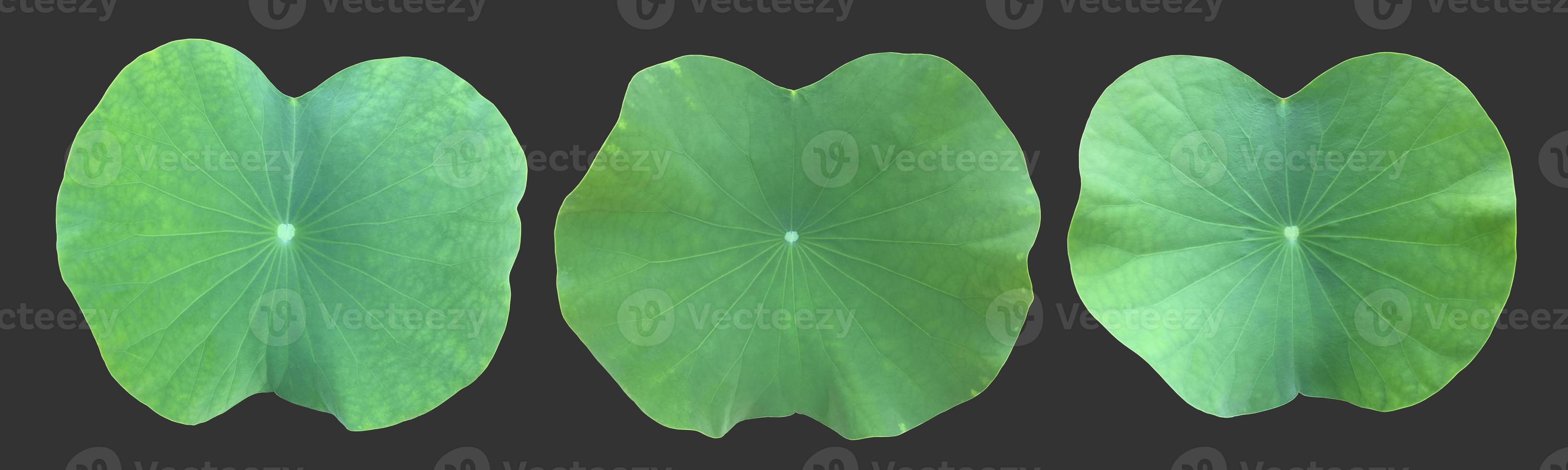 Isolated waterlily or lotus leaf with clipping paths. photo