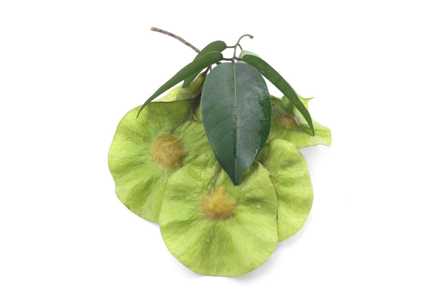 Isolated fresh seeds of pterocarpus macrocarpus plant on white background. Soft and selective focus. photo