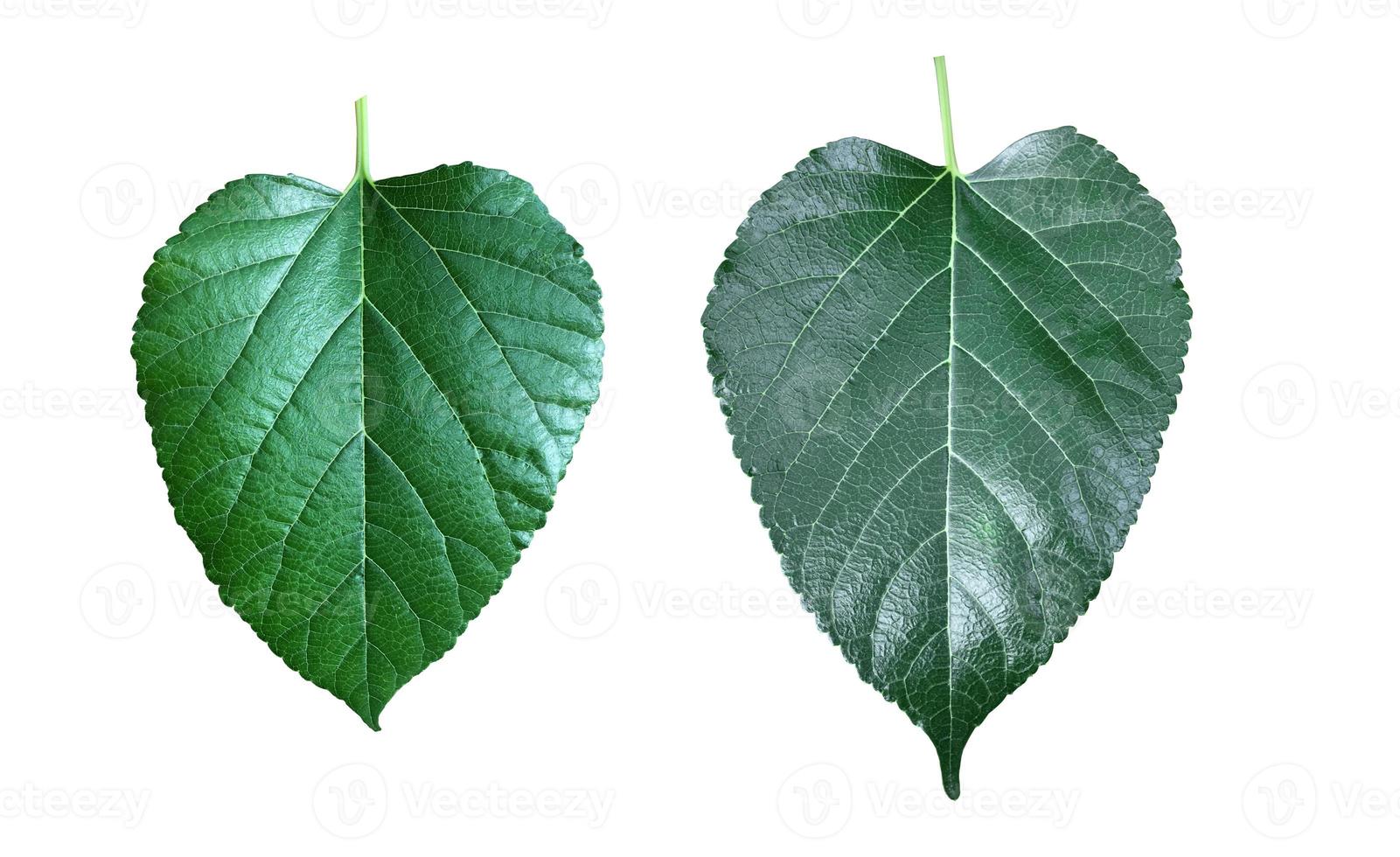 Isolated mulberry leaf with clipping paths. photo