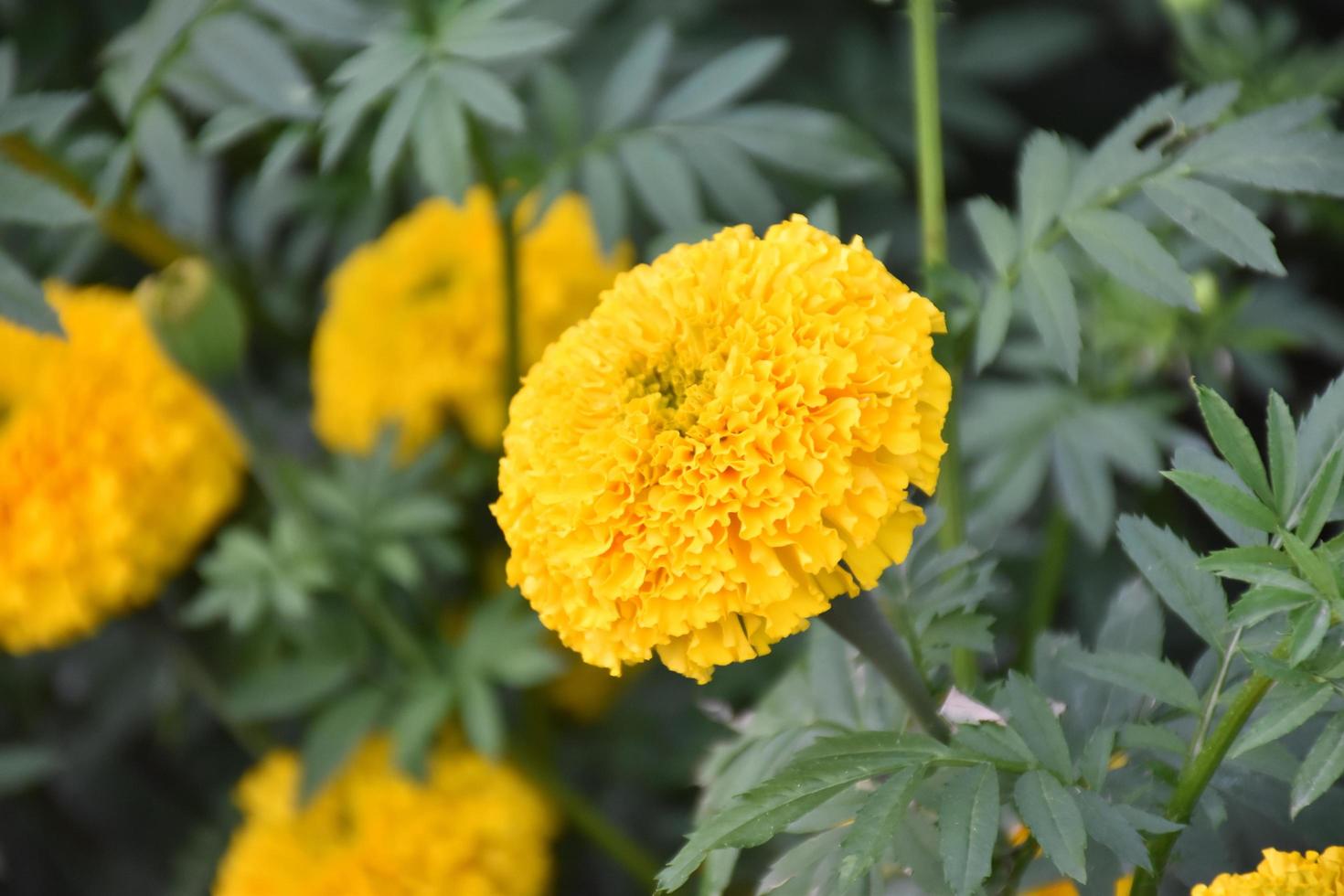 Marigold flower garden, marigold growing at home. photo