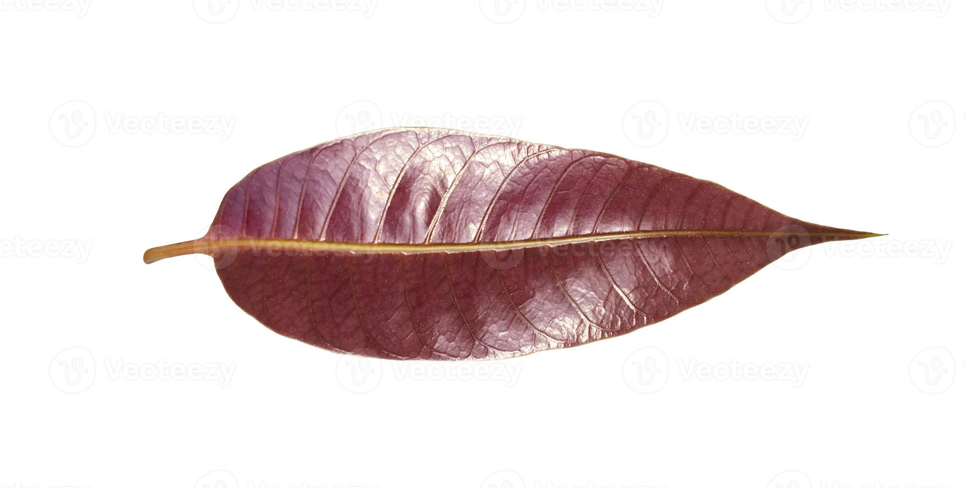 Isolated young leaf of mango tree with clipping paths. photo