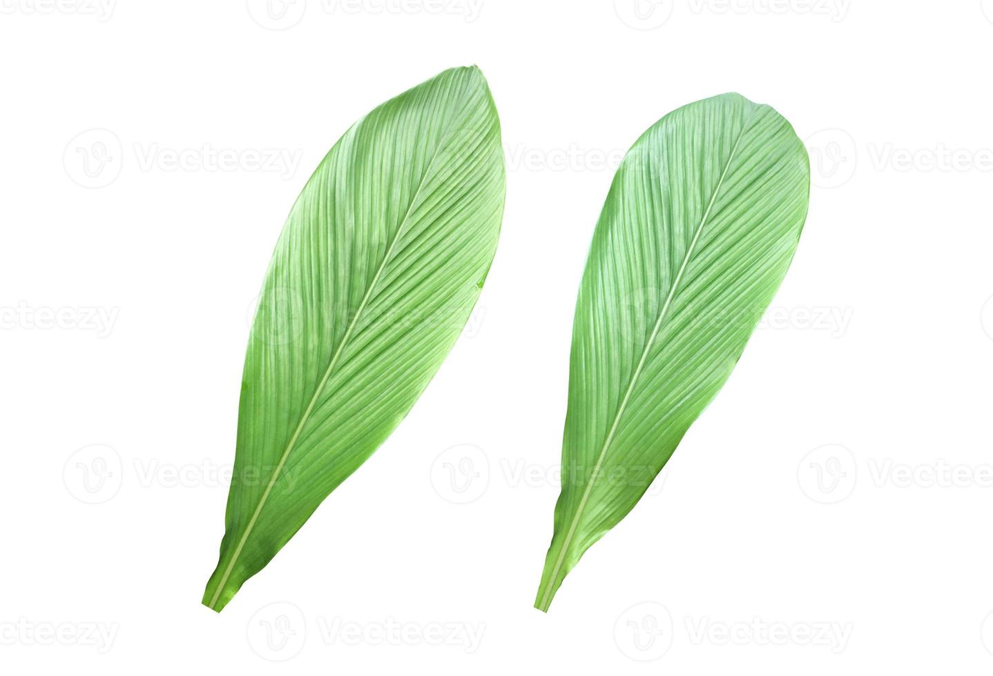 Isolated turmeric and curcuma aeruginosa leaf with clipping paths. photo