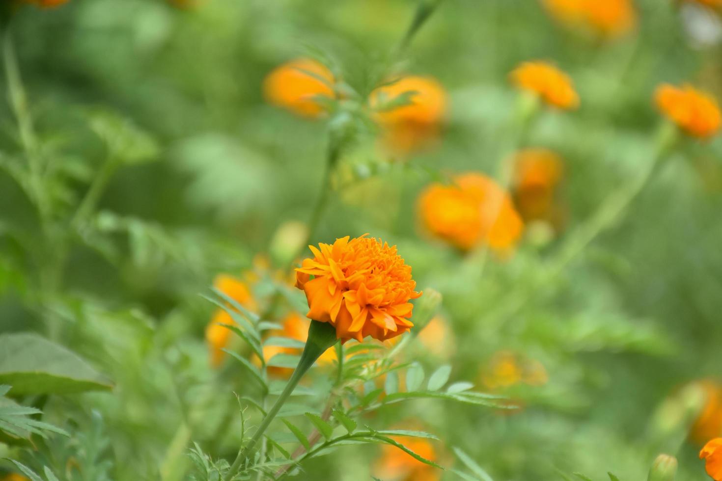 Marigold flower garden, marigold flower farming photo