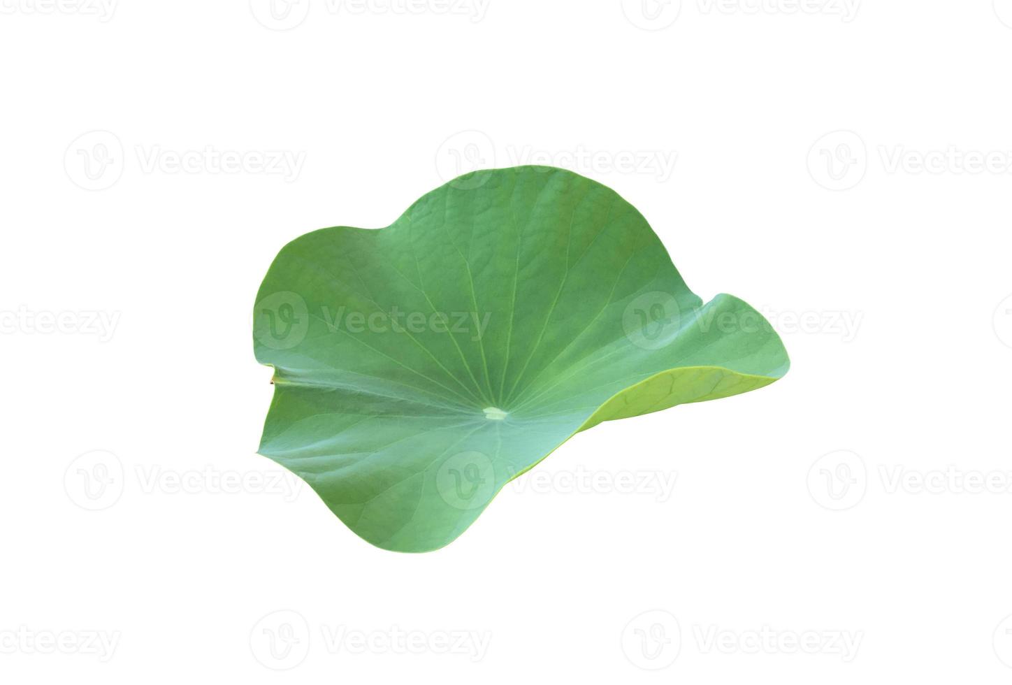 Isolated waterlily or lotus leaf with clipping paths. photo